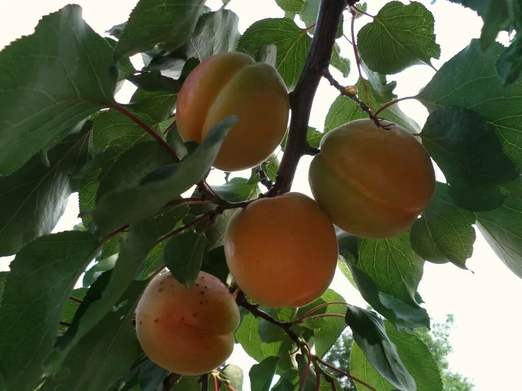 Абрикос кичигинский. Абрикос шалах. Абрикос исфарак. Сочный абрикос. Абрикос погремок.