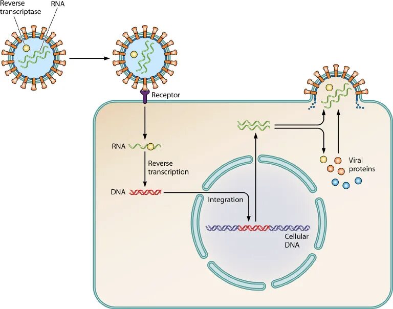Цикл транскрипции. Ретровирусы жизненный цикл. Репликация ретровирусов. Схема жизненного цикла ретровируса. Репродукция ретровирусов.