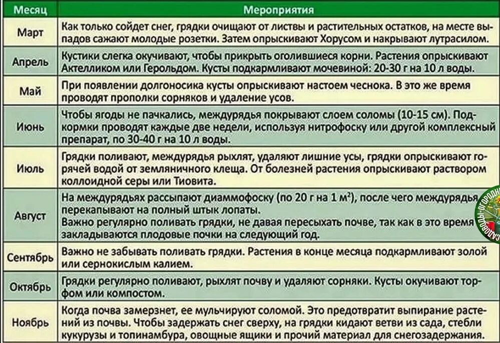 Схема обработок и подкормок клубники. Схема подкормок земляники. Таблица обработки и подкормки клубники. Схема обработки клубники от вредителей и болезней.