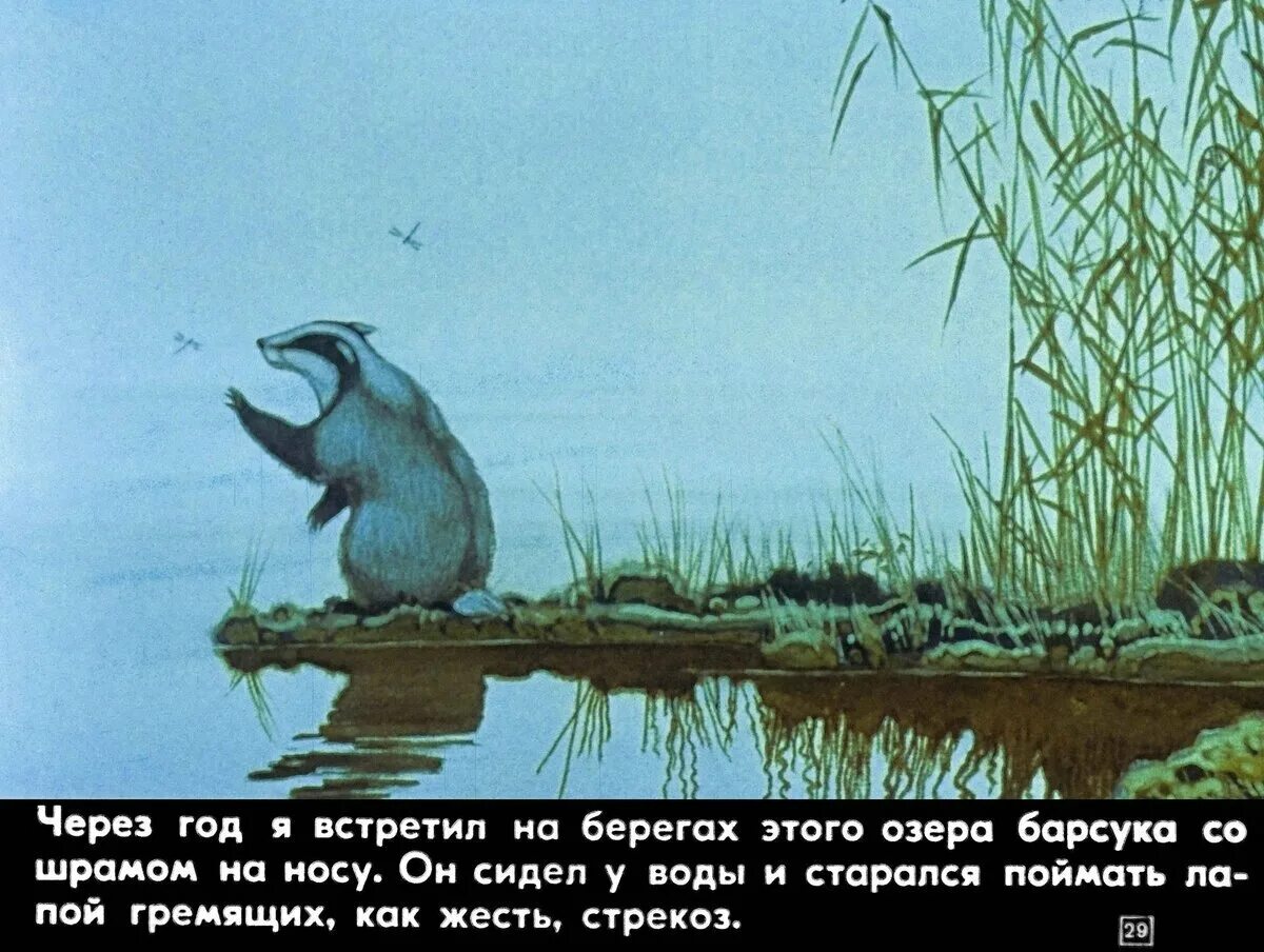 Барсук барсучий нос Паустовского. К. Паустовский "барсучий нос". Паустовский барсучий нос читать текст