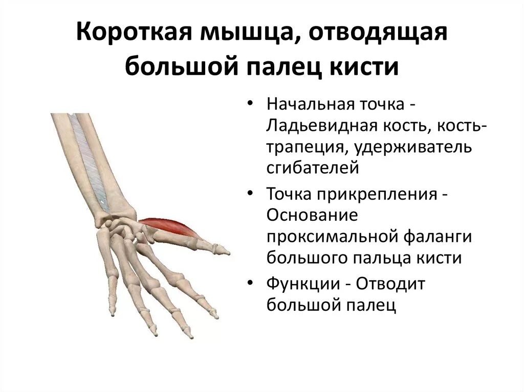 Функции сухожилий