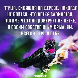 Не доверяй птице
