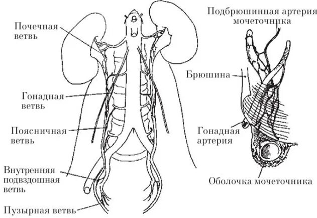 Вена артерия мочеточник. Топография и строение мочеточников. Иннервация мочеточника схема. Строение и топография мочеточников и мочевого пузыря. Венозный отток мочеточника.