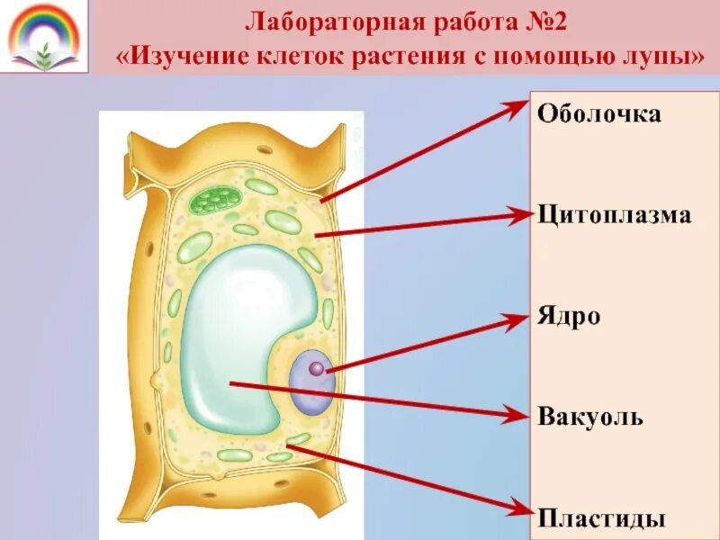 Клетка 5. Строение растительной клетки 5 класс Пасечников. Строение растительной клетки 5 класс биология. Биология 5 кл строение растительной клетки. Структура клетки 5 класс биология.