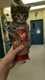 Коле коте