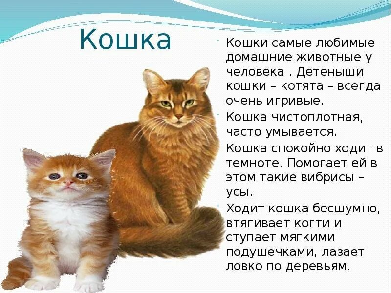 Доклад о домашнем питомце. Доклад о домашнем питомце