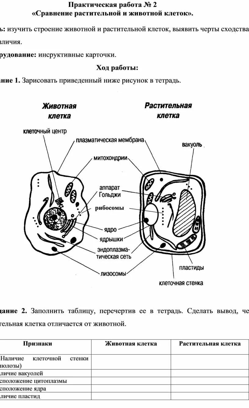 Сравни растительную и животную