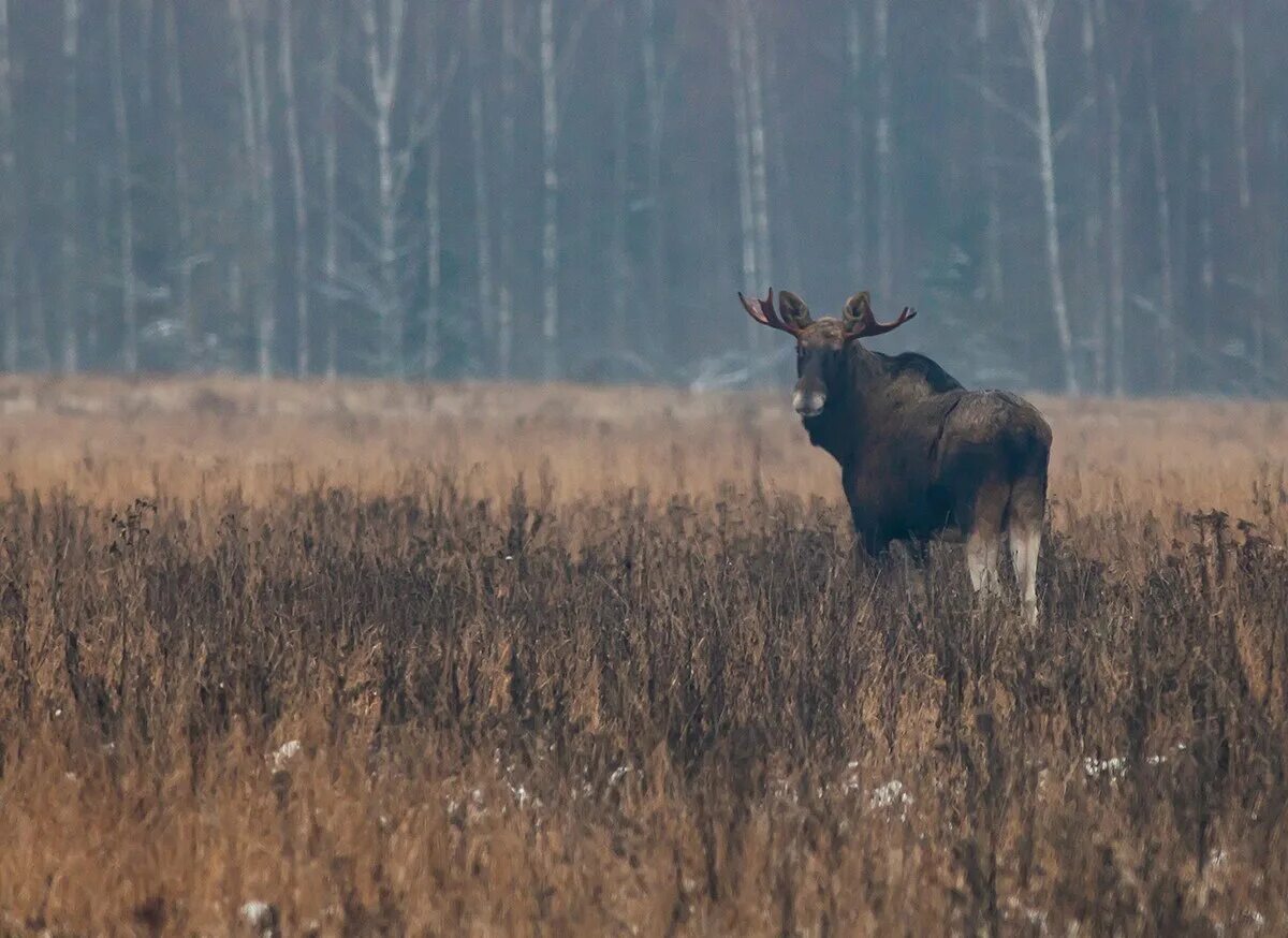 Лось ныряет. Природа марий эл лось. Лось топь. Толстый лось. Лось болото.
