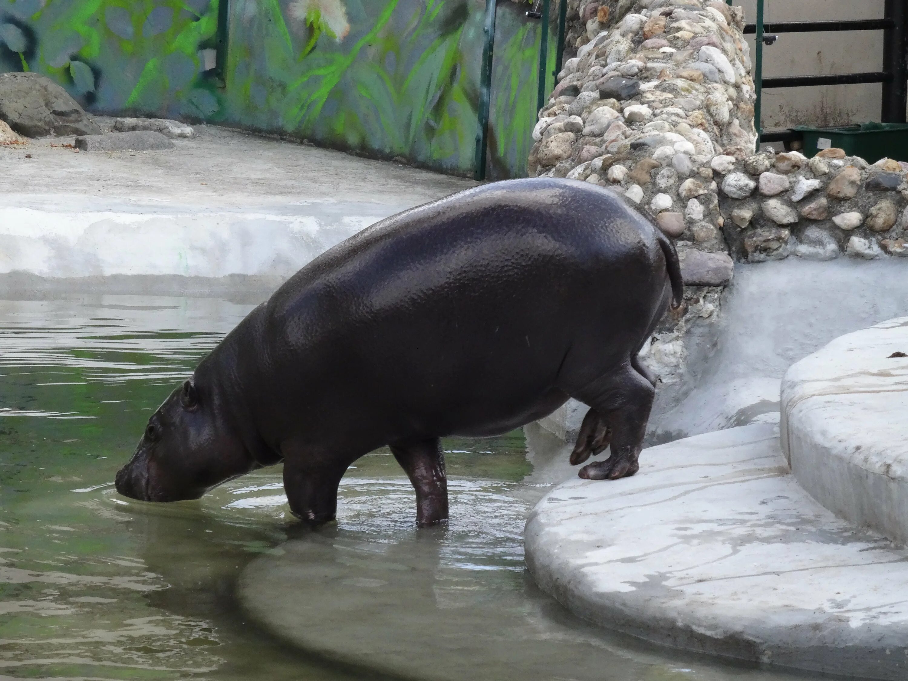 Гиппопотамы московского зоопарка. Бегемот в каком зоопарке. Кипрский карликовый бегемот. Карликовый бегемот в ростовском зоопарке. Бегемот в казанском зоопарке.