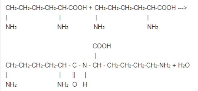 Образование дипептида уравнения химической реакции. Уравнение реакции дипептида. Напишите уравнение реакции образования дипептида. Дипептид лизина. При сжигании дипептида природного