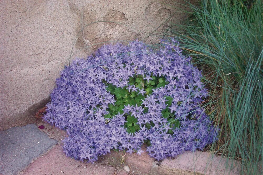 Карпатский колокольчик из семян в домашних. Колокольчик Карпатский (Campanula Carpatica). Колокольчик Кампанула семена. Колокольчик гарганский. Колокольчик ложечницелистный.