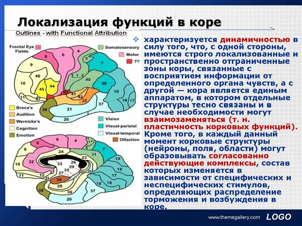 Наличие коры головного мозга. Локализация функций в коре полушарий мозга. Учение о локализации функций в коре головного мозга. Локализация функций в коре полушарий большого мозга. Локализация психических функций в коре головного мозга.