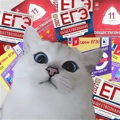 котик с книжкой. умный кот. обществознание и котики. котики с обществознанием. книга котик.