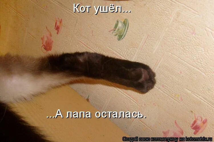 Завещание ушедшего котикам. Кот уходит мем. Ролик про котов мажоров. Кот уходит фото. Кот ушел gif.