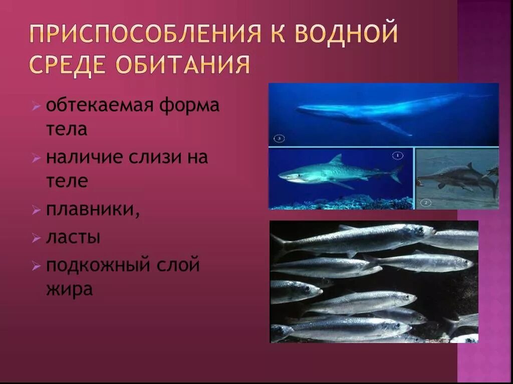 Определите среду обитания водных