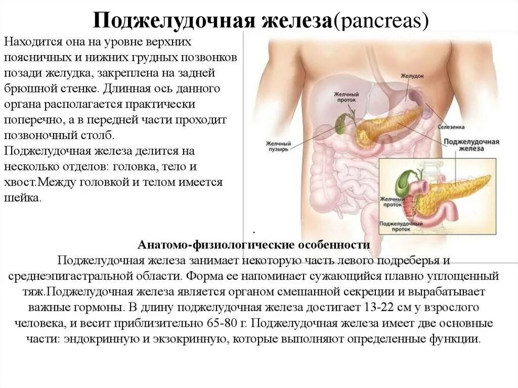 Внутренние органы человека поджелудочная железа схема расположения. Как понять что болит поджелудочная. Где болит поджелудочная железа у человека в рисунках. Желудок поджелудочная железа расположение схема. Панкреатит поджелудочной железы у женщин как лечить