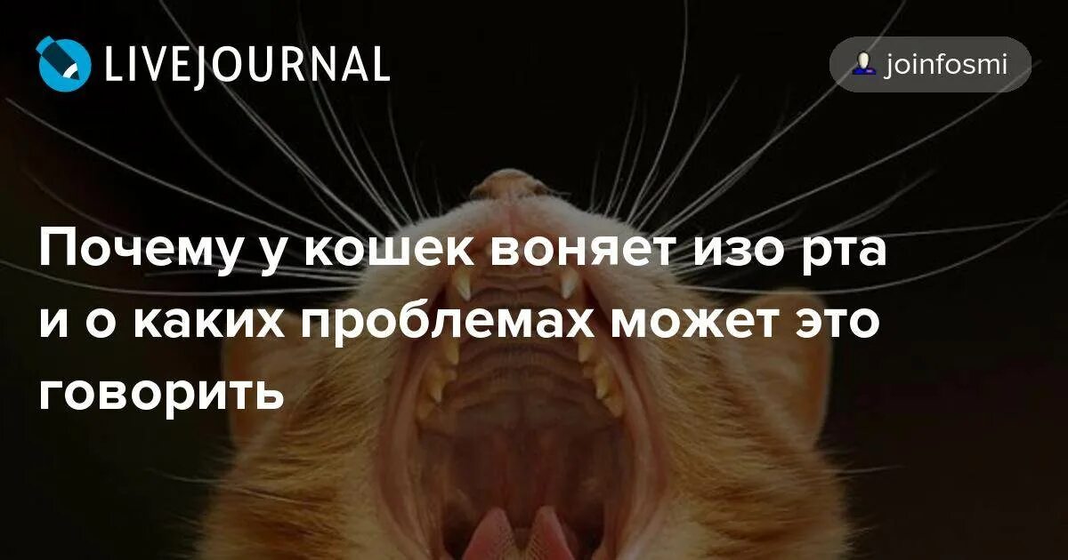 У кошки запах изо рта причины. У кота текут слюни изо рта и пахнет. У кота пахнет изо рта гнилью. Кот воняет тухлятиной