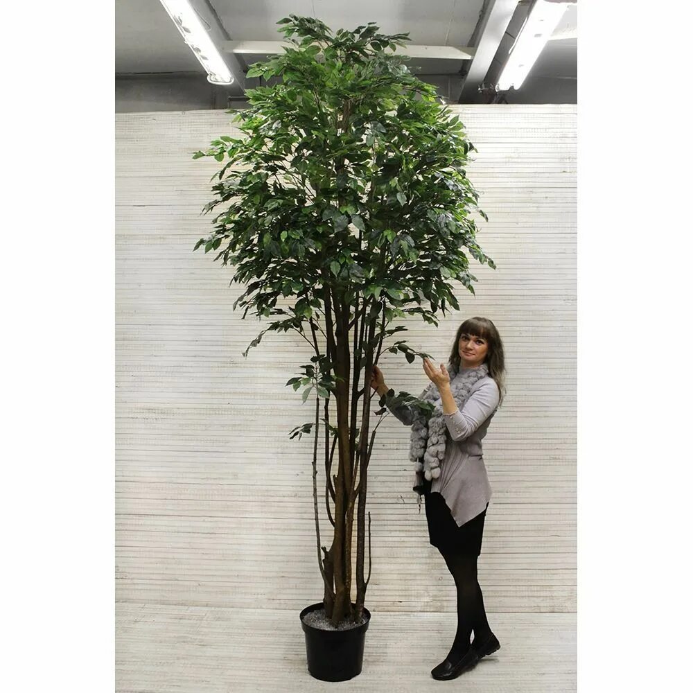 Фиалка щучий хвост. Фикус лирата икеа. Магазин цветов кактус и фикус. Магазин фикус и кактус в орле московское шоссе каталог товаров. Кактус и фикус магазин в орле.