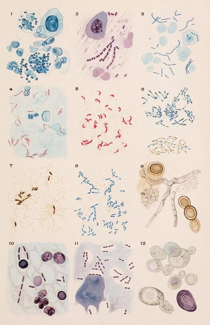 Микро рисунки. Цитология микроорганизмов. Микробиология иллюстрации. Цитология бактерий. Бактерии общая микробиология.