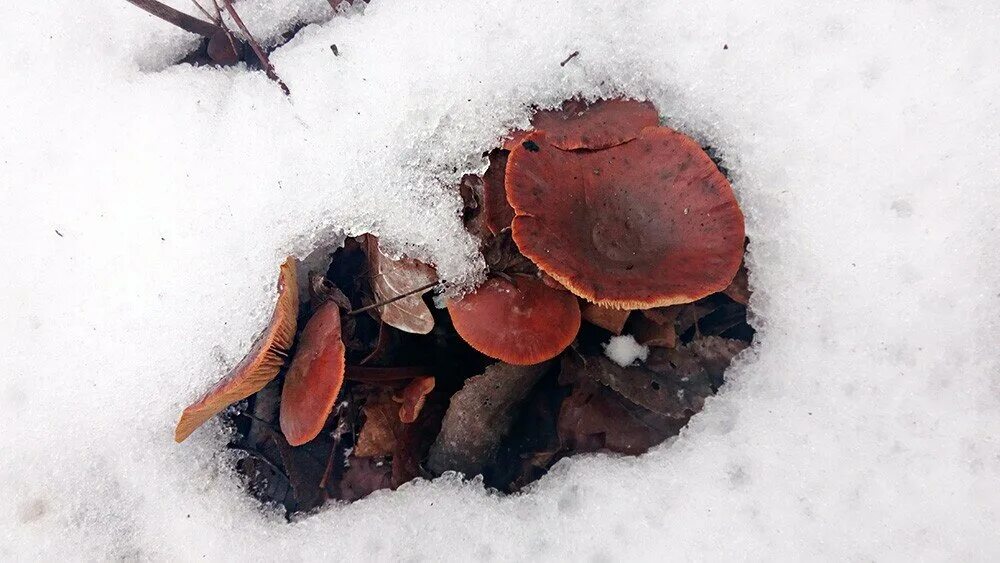 Первый гриб после зимы. Зимние грибы. Зимние грибы в Подмосковье. Грибы зимой в лесу. Грибы после зимы.
