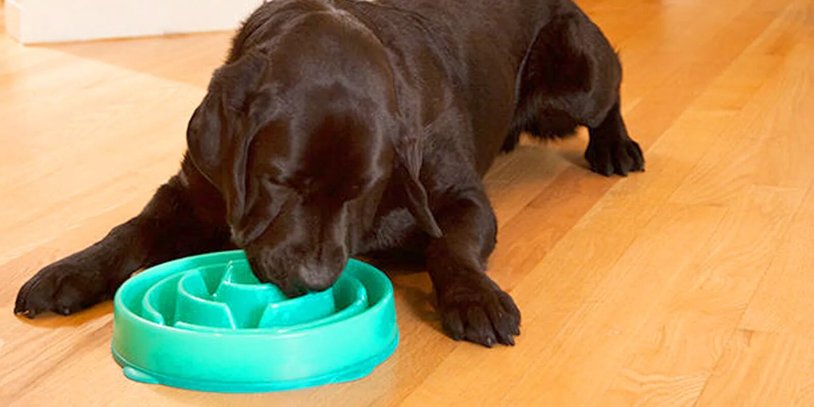 Корыто для собаки. Миска для собак. Замедление пищи для собак. Slowly Feeder. Dog Bowl.