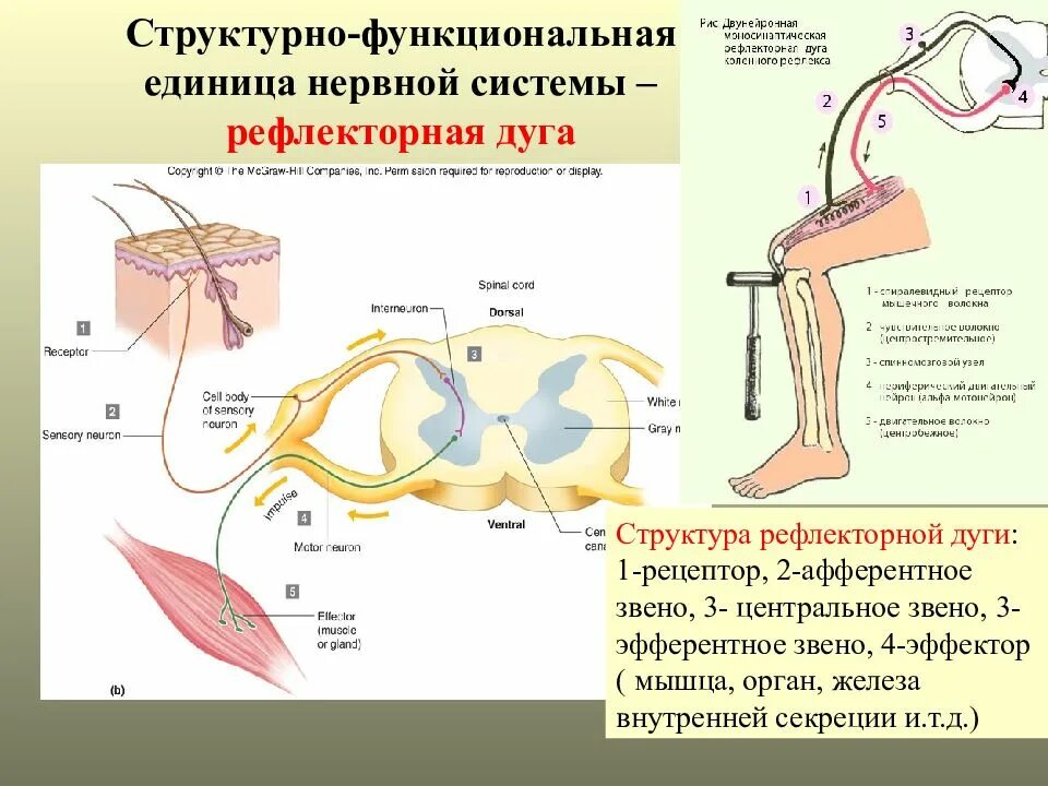 Элементы рефлекторной дуги спинного мозга. Рефлекторная дуга рисунок 8 класс. Рефлекторная дуга строение классификация. 3 Звена рефлекторной дуги.