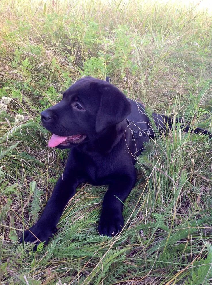 Щенок лабрадора 2 месяца фото как выглядит Puppy Potty Training our Chocolate Lab Puppy Max Potty training puppy, Chocolate