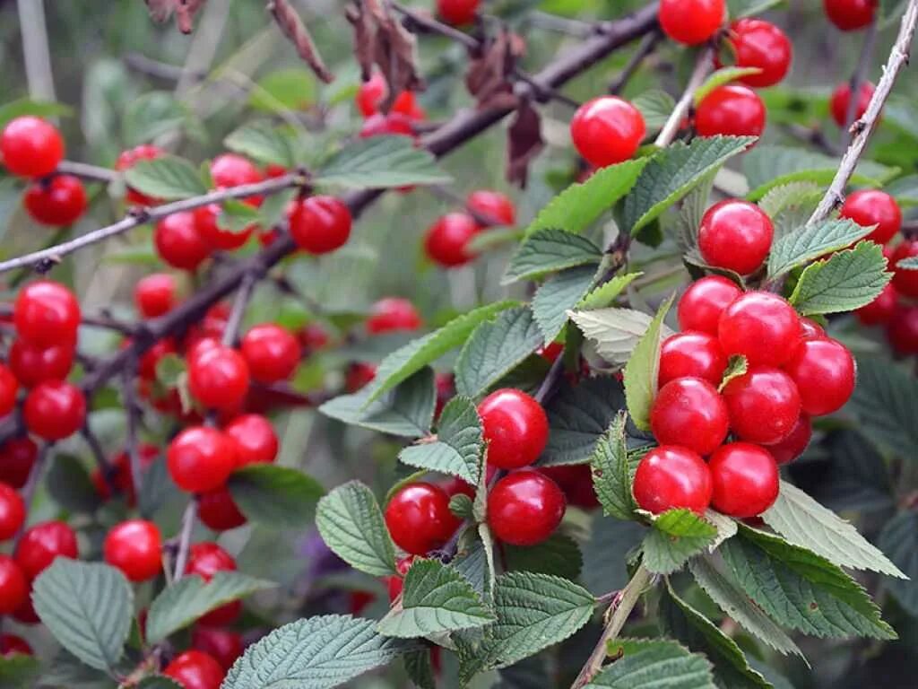 Ягода похожая на вишню. Ягода похожая на вишню с косточкой. Похожа на вишню. Вишня войлочная мармеладница. Войлочная вишня ефимовская.