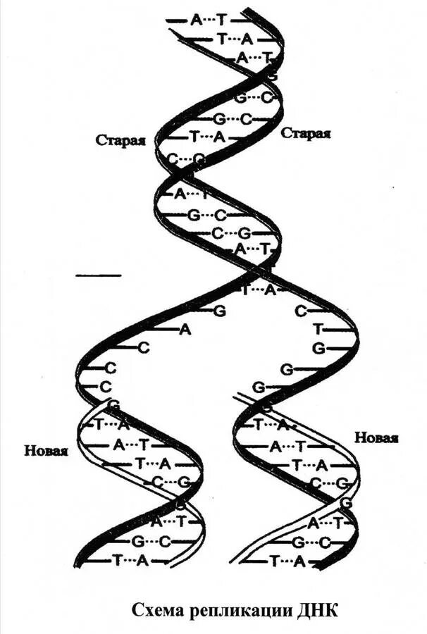 Двойная спираль молекулы ДНК. Цепочка ДНК структура. Схема репликации молекулы ДНК. Репликация ДНК Цепочки.