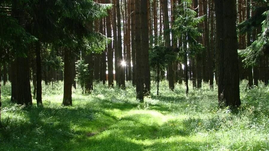 Леса Костромской области. Жизнь леса. Жизнь леса летом. Лесная жизнь.