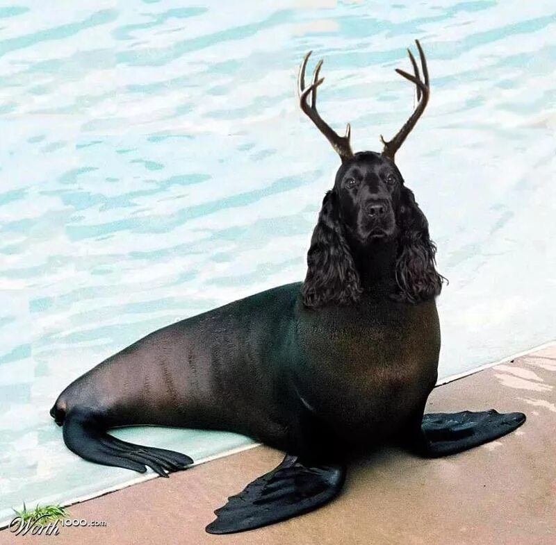 Funny Photoshop Vreemde dieren, Gekke dieren, Grappige dieren