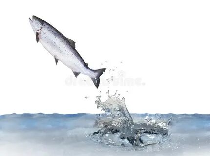 Брось рыбу в воду