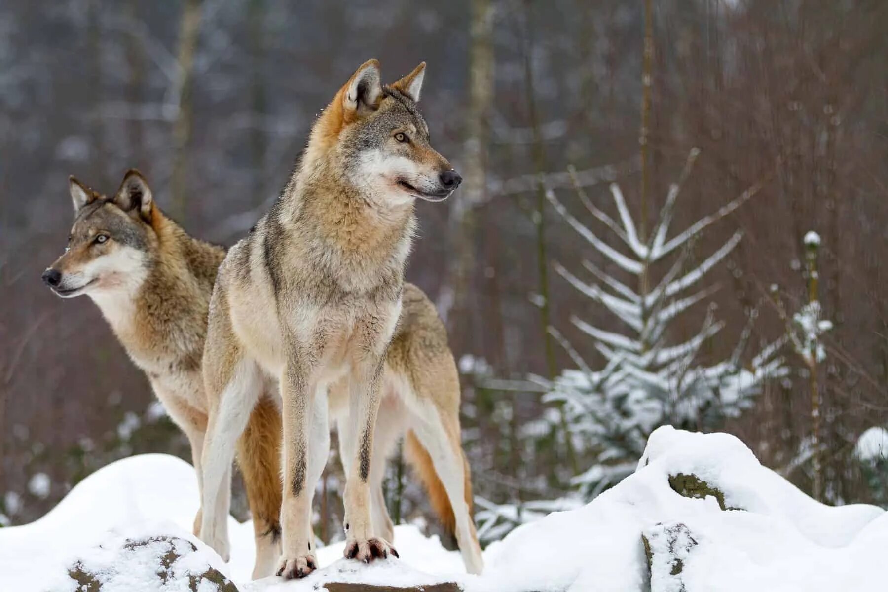 Волк серый Липецкой области. Canis Lupus cubanensis. Волк вожак. Стая Волков. Водятся ли волки