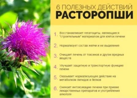 Расторопша противопоказания для женщин