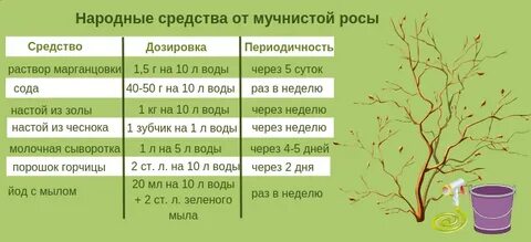 Народные методы обработки смородины весной