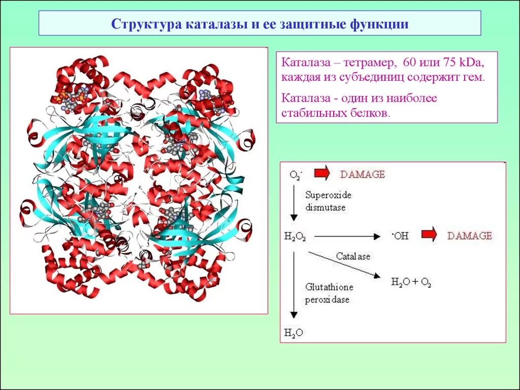Структура выполняющая ферментативную функцию. Каталаза фермент структура. каталаза фермент строение. каталаза строение и функции. строение каталазы биохимия.