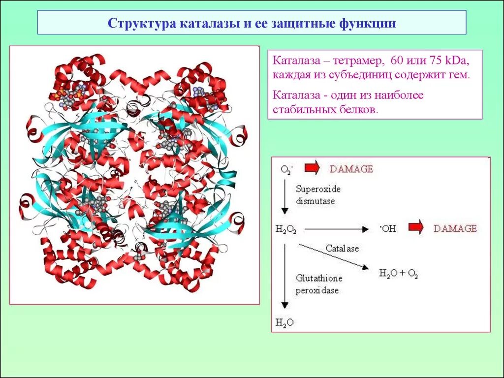 Состав клетки фермент клетки