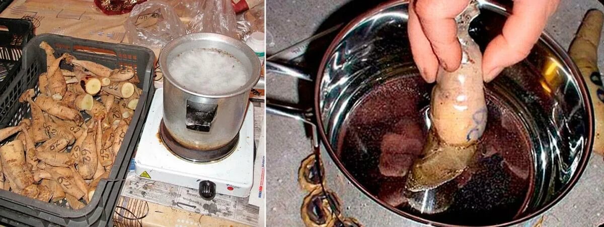 Хранение луковиц. Как хранить зимой луковицы. Хранение гладиолусов. Луковицы тюльпанов в холодильнике. Луковица лилии корни.