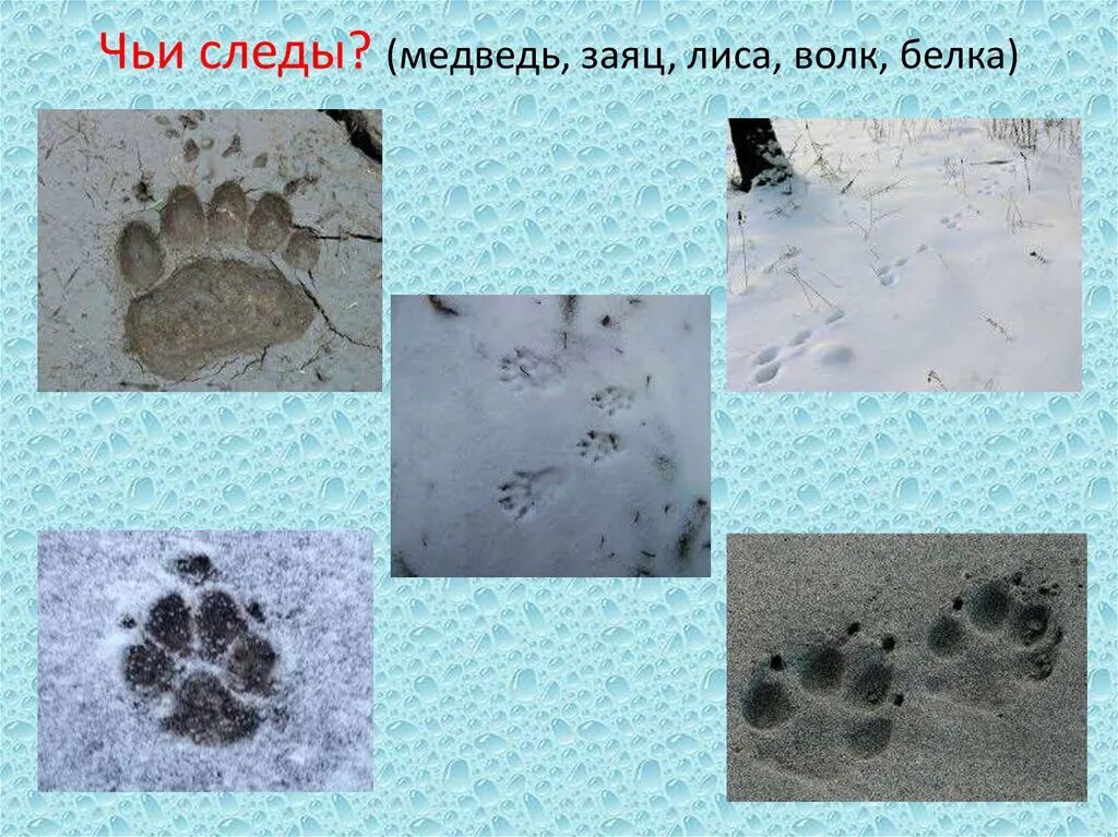 след волка и собаки. следы волка и лисицы. след волка. следы волка зайца медведя лисы. следы волка и лисы на снегу.