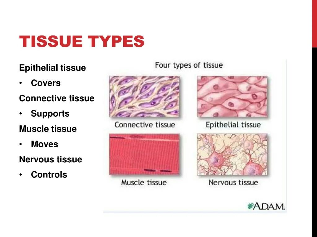 Good tissue practice основные положения. Types of tissues. Structure of connective tissue. 4 types of tissue. Tissues functions.