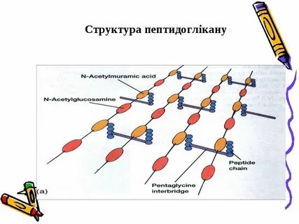 Муреин это