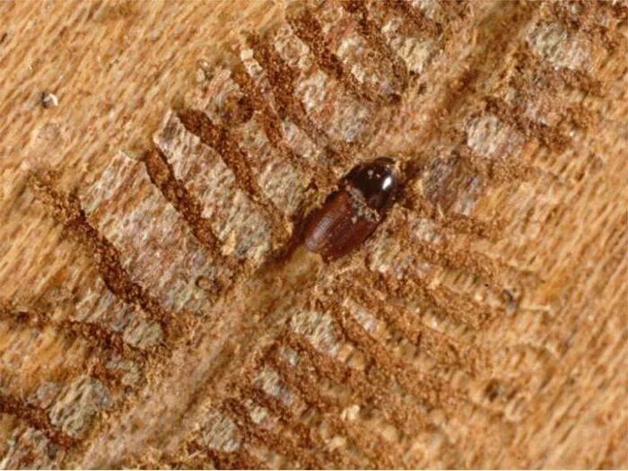 Личинки живущие в дереве. Личинка жука короеда. Короед типограф личинка.