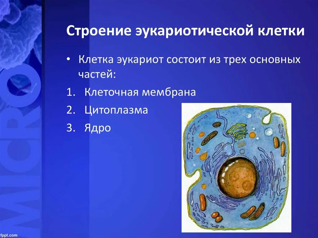 Любая клетка состоит. Эукариотическая клетка органоиды. Строение эукариот эукариоты клеток. Клетки эукариот состоит из трех основных частей. Клетка строение эукариотической клетки.