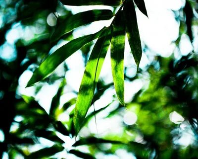 Tropical green