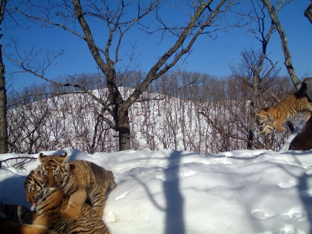 Логово тигра 46. Логово тигра 46. Уссурийский тигр. Жилище амурского тигра. Логово тигра 46.