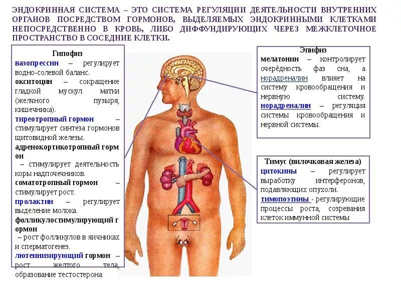 Роль органов человека. 12 Систем организма человека. Системы органов в организме человека. Системы в теле человека. Сколько систем органов у человека.