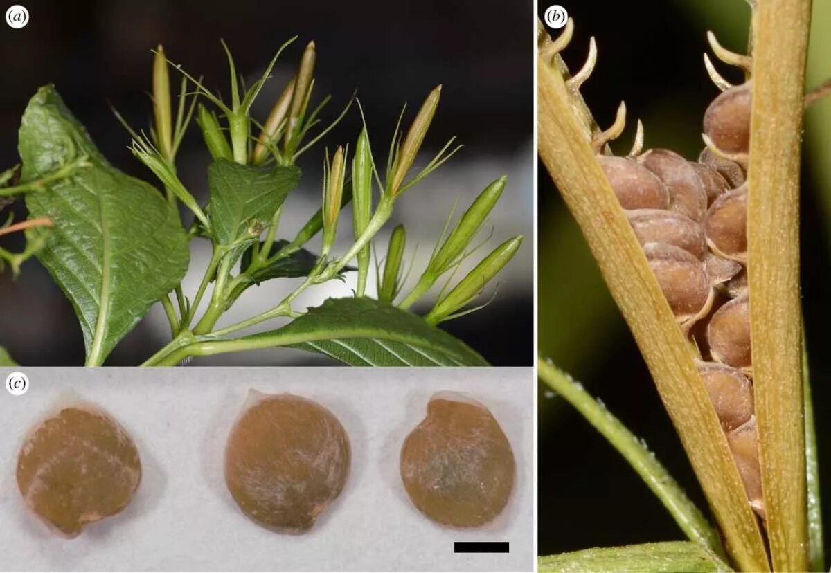 Растения с семенами внутри. Многоорешек лотоса орехоносного. Лотос съедобный. Растения с семенами внутри. Аннато (bixa orellana).