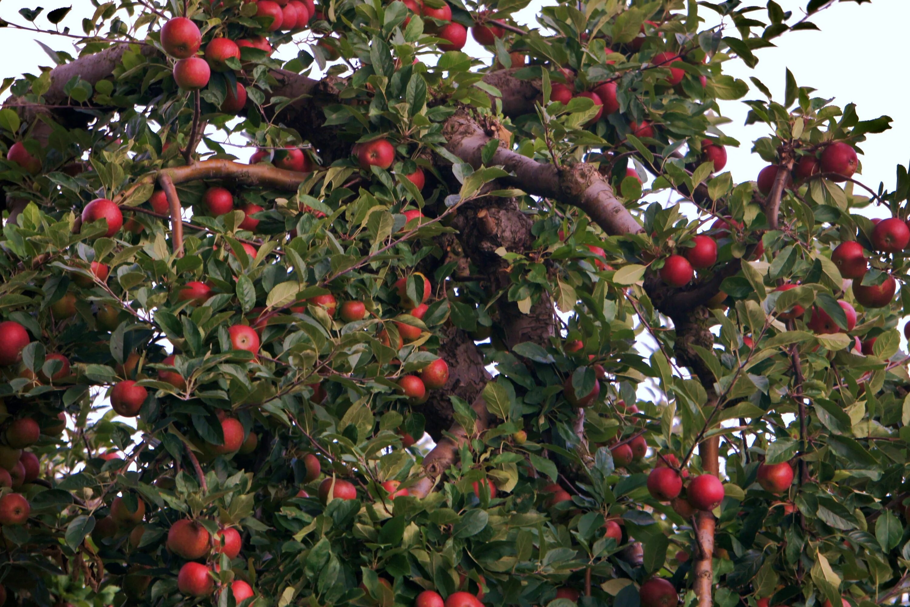 Ред Делишес дерево. Яблоня это дерево или кустарник. Яблоки на дереве. Плод яблони.