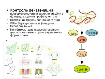 Генетика клеток