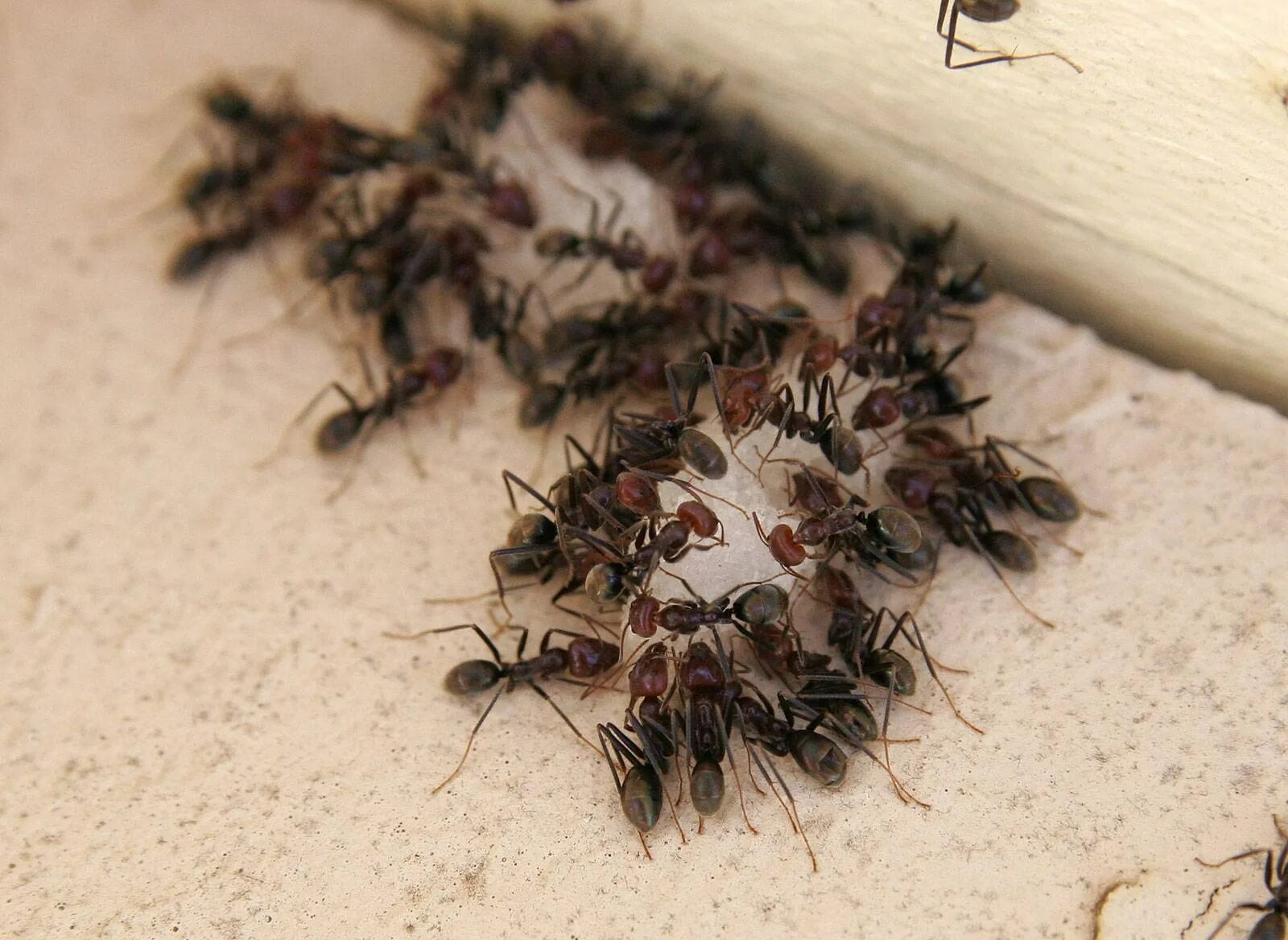 Как избавиться от насекомых в доме